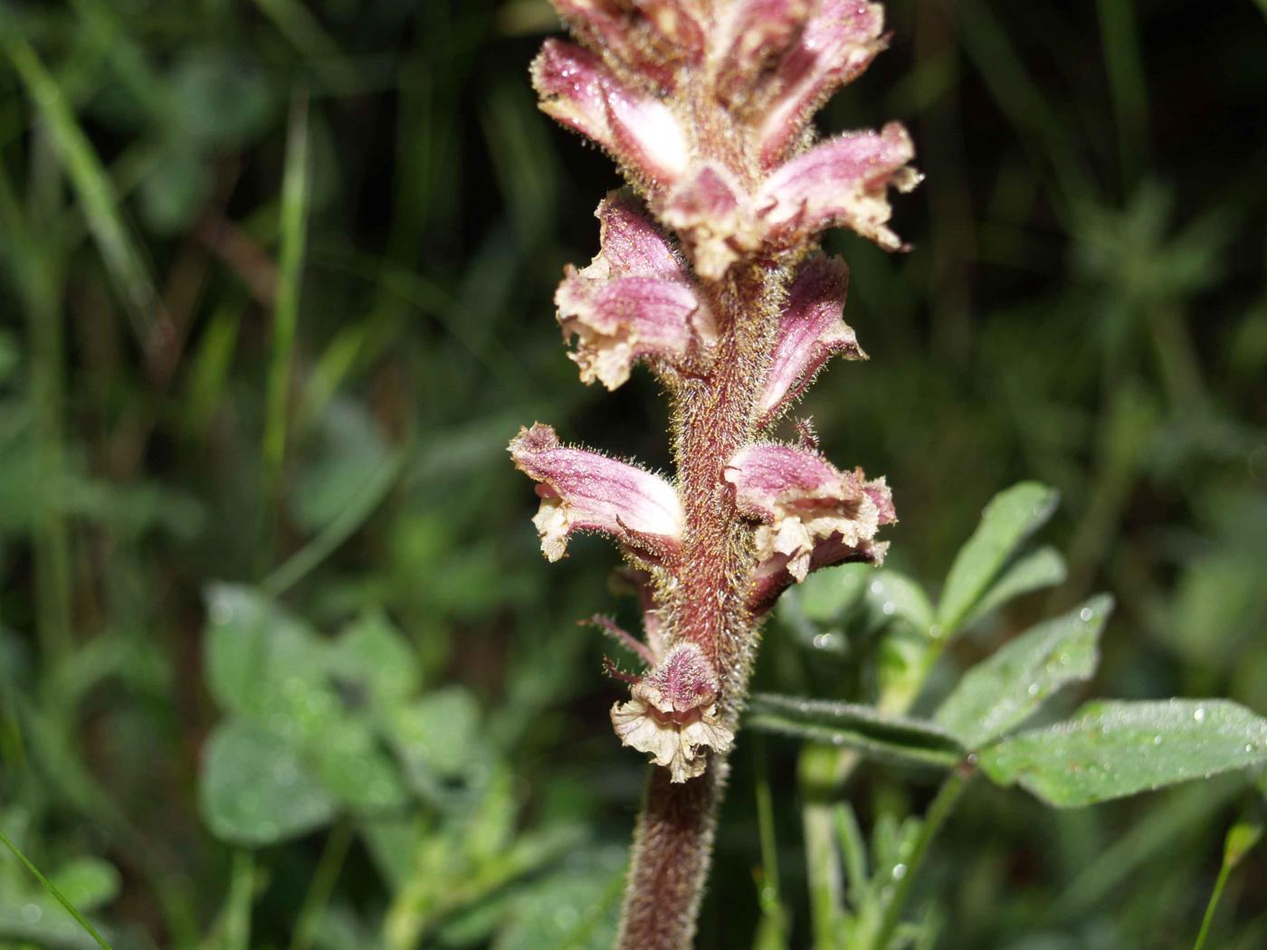 Broomrape, Amethyst flower